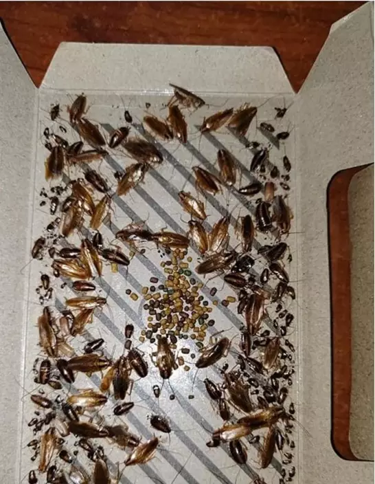 放50個曱甴屋、7支殺蟲劑仍滿屋小強必學蟑螂屋正確用法