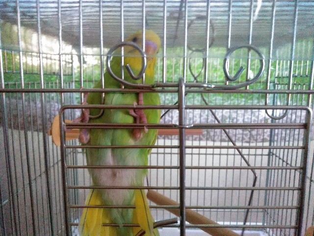 ケージを置く台をDIYしました〜オカメとセキセイとモモイロの日々