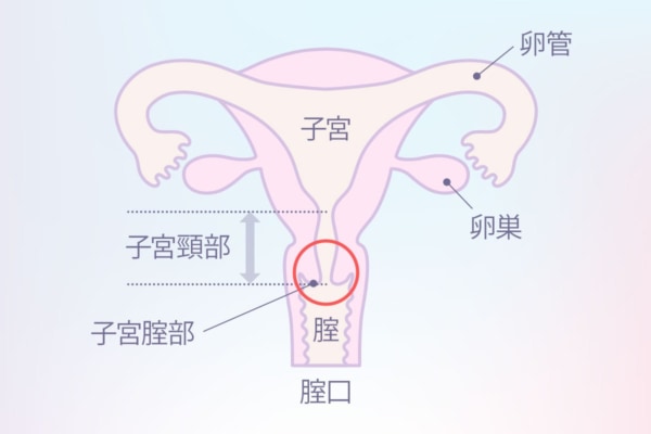 まんこ（女性器）の７つの性感帯攻略マニュアル | セクテクサイト