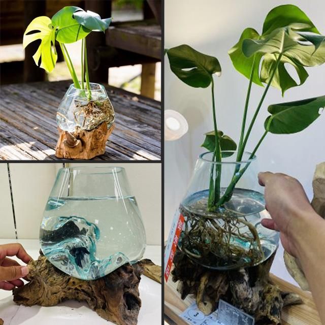 和風の空間に合う観葉植物特集!🍀GreenSnap グリーンスナップ