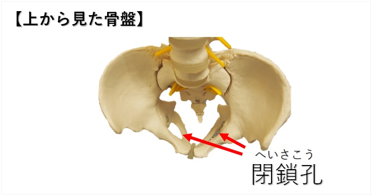 妊娠中の恥骨 - マタニティ整体・産後骨盤矯正 専門サイト｜箕面・吹田・北摂エリア