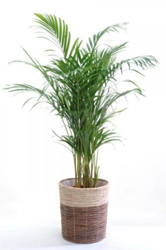 日陰や半日陰でも育つ観葉植物10選！HORTI by GreenSnap