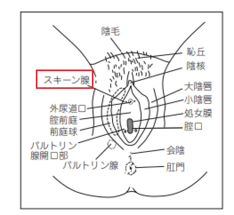 女性の潮吹きのやり方！コツと練習方法 - 夜の保健室