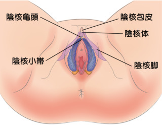 婦人科・女性器形成 | 診療内容 |