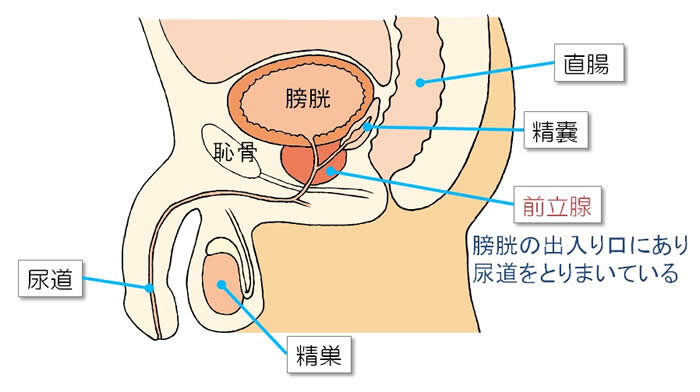 股関節痛・恥骨結合炎になる原因と治りにくい理由を施術例で解説 – 神戸・明石・三木・加古川