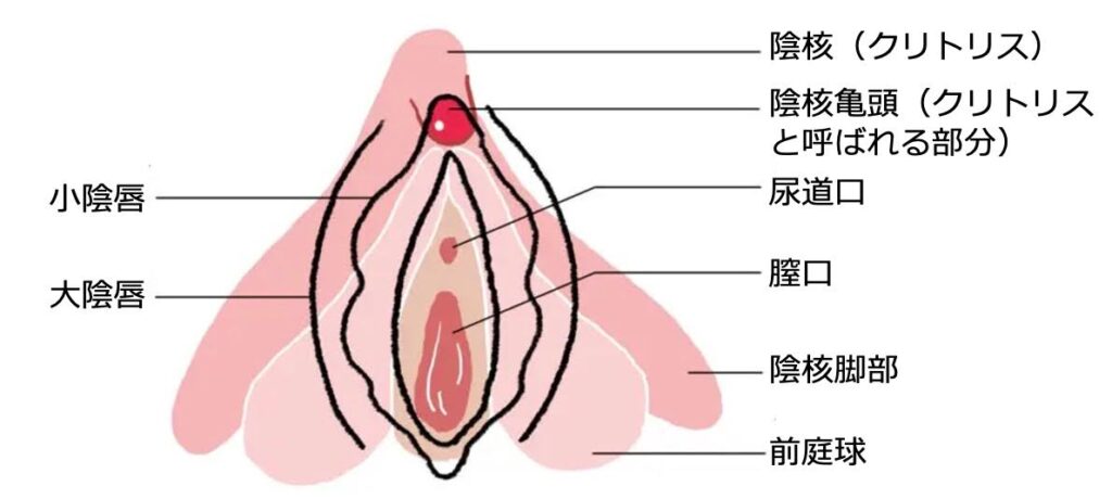 徹底解説】女性のオナニーのやり方やイク時のコツをわかり易く解説｜ホットパワーズマガジン