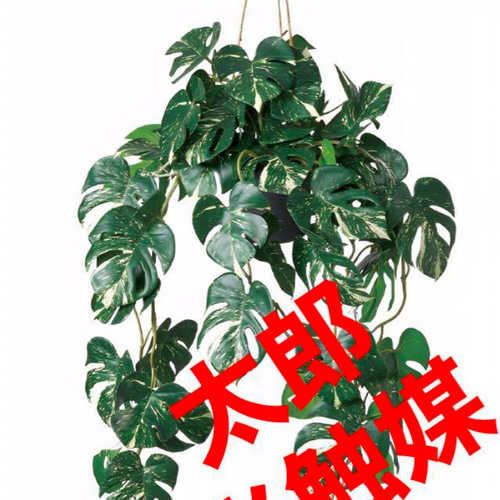 エルブレイン リアルなフェイクグリーン おすすめ モンステラ H135cm LB24008 1本 直送品- アスクル