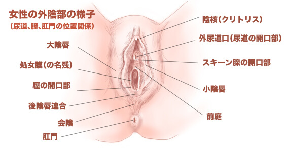 女性がオナニーでイク方法！平均頻度や注意点を解説【快感スタイル】