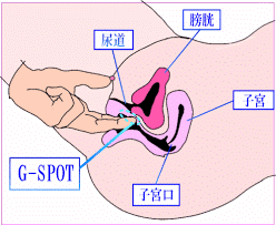 超簡単！今夜から実践出来る♥Gスポットの見つけ方