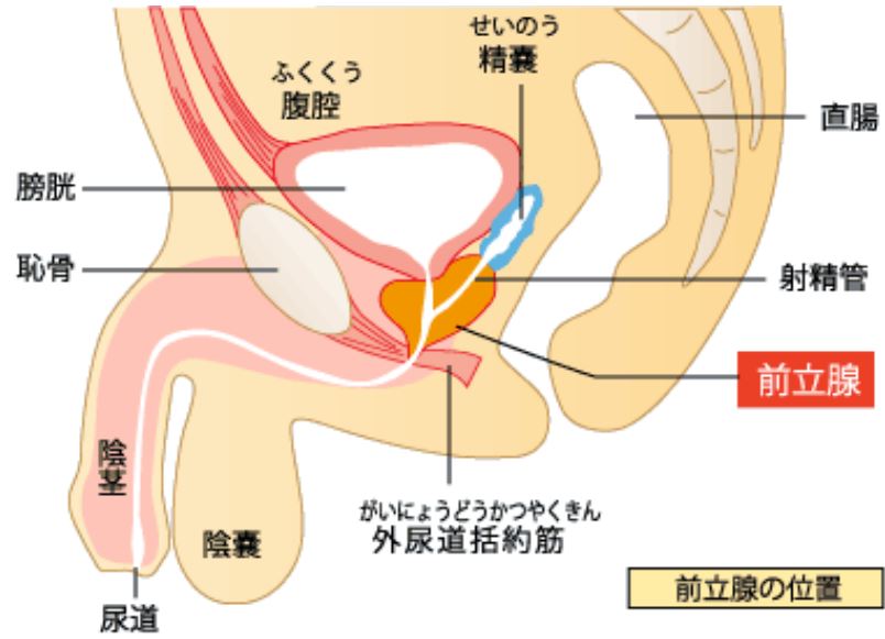 勃起力の維持方法と朝勃ち（朝立ち）を解説〜勃起は、すればするほど健康に良い！？〜 - TENGAヘルスケア