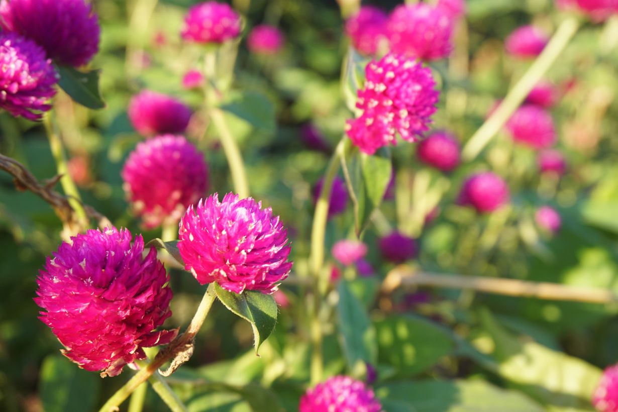 カキツバタの花言葉】由来やプレゼントにおすすめのシーンは？