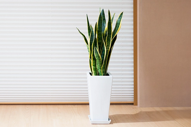 観葉植物の風水効果が高い方角おすすめと扱い方について観葉植物・お花の通販 AND PLANTSアンドプランツ