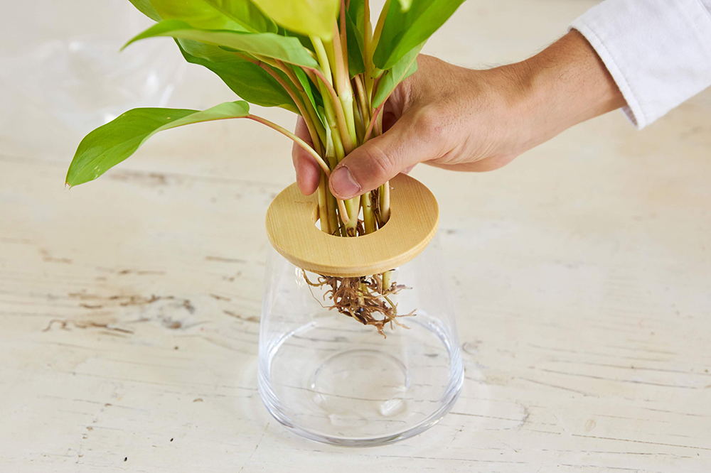 フィロデンドロン バーキンの育て方植物図鑑HanaPrime ハナプライム