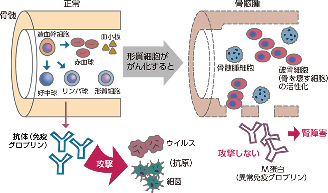 久々に畑へ | ニャンコ＆ハンドメイドと多発性骨髄腫