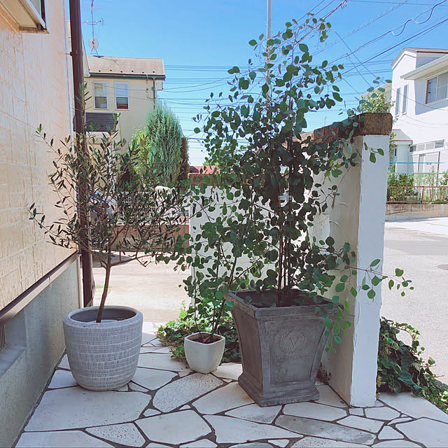 楽天市場 グリーンブーケ ユーカリHA08ニトリ玄関先迄納品: ニトリ