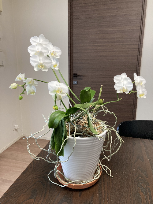 植え替え用バークチップ4L胡蝶蘭卸ranran公式通販法人様専用BtoBサイト新鮮なミディ胡蝶蘭を産地直送で配送致します