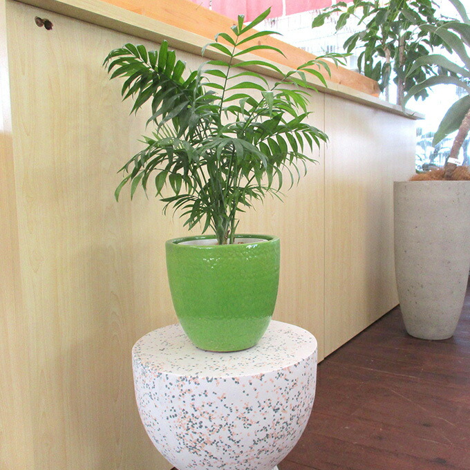 テーブルヤシの風水効果を期待するならトイレに飾るのがおすすめ – miipas