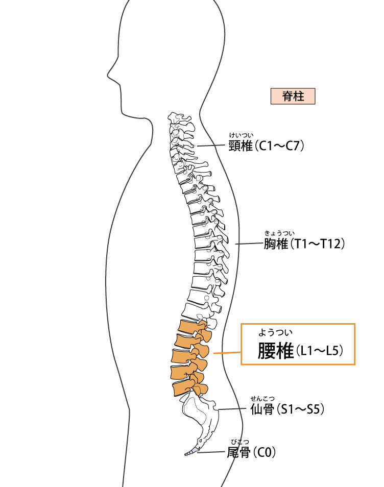 膣の位置は年齢で変わる！？上付き、下付きについて婦人科医に聞きました。 | ランドリーボックス