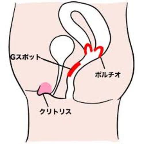 ポルチオ開発をする手段は？かかる時間はどれくらい？中イキしやすい体になるために知っておきたい基礎知識 – LOVE PLEASURES