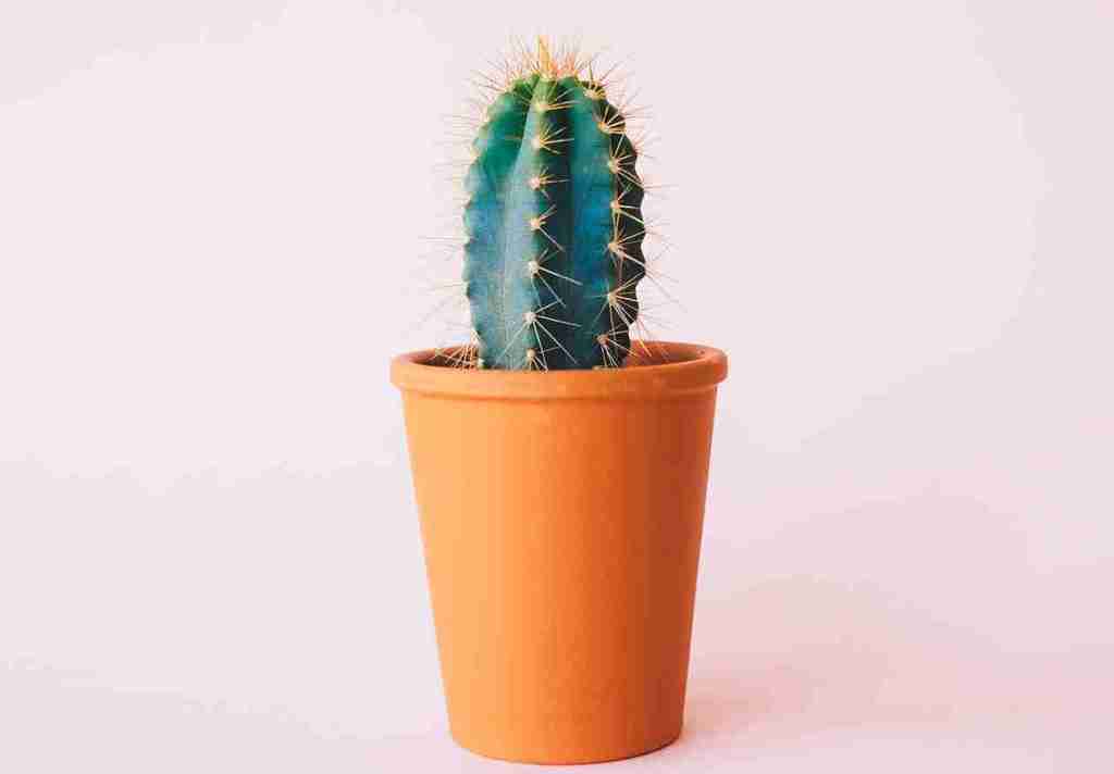 金運を上げるトイレの色風水と観葉植物「サボテン」の活用方法