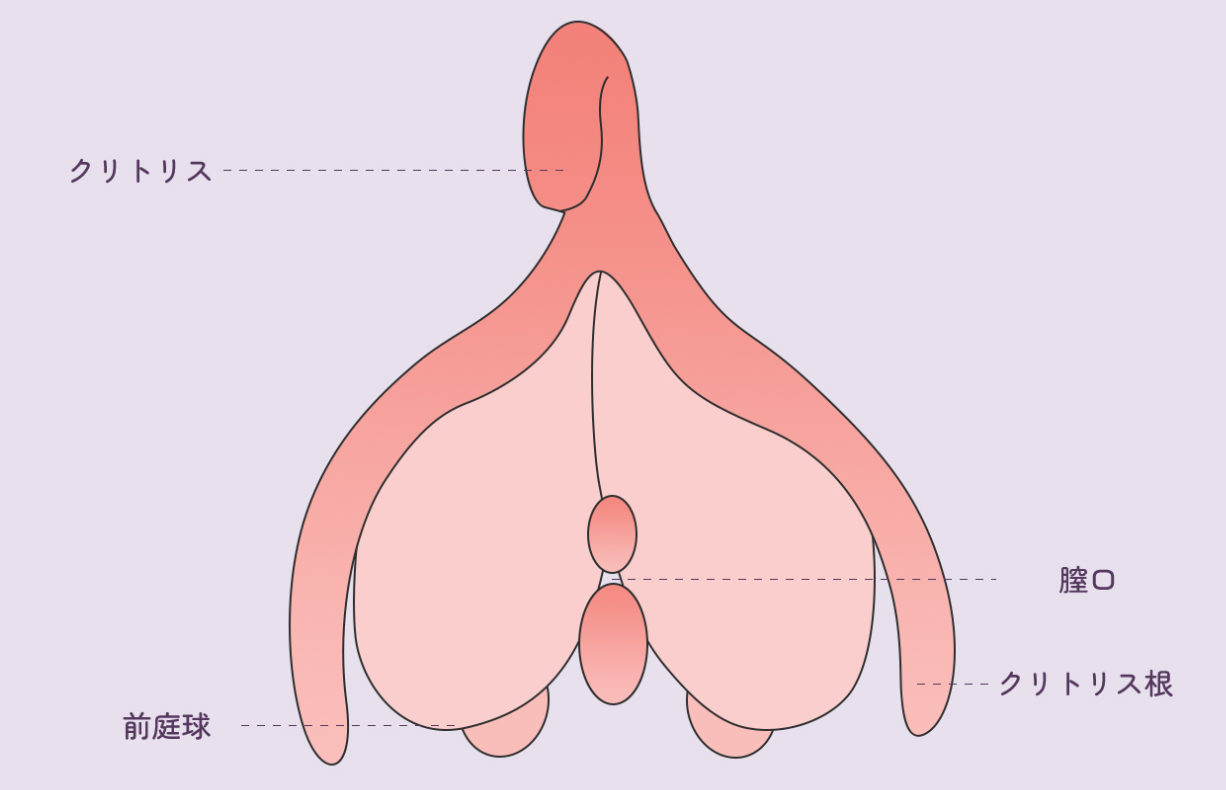 クリトリスの場所はどこ？構造・役割と快感を感じるためのいじり方 | Ray(レイ)