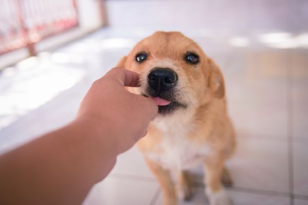 犬が人の手をなめる行動の理由とは？理由・注意点・やめさせ方について解説 | わんちゃんライフ