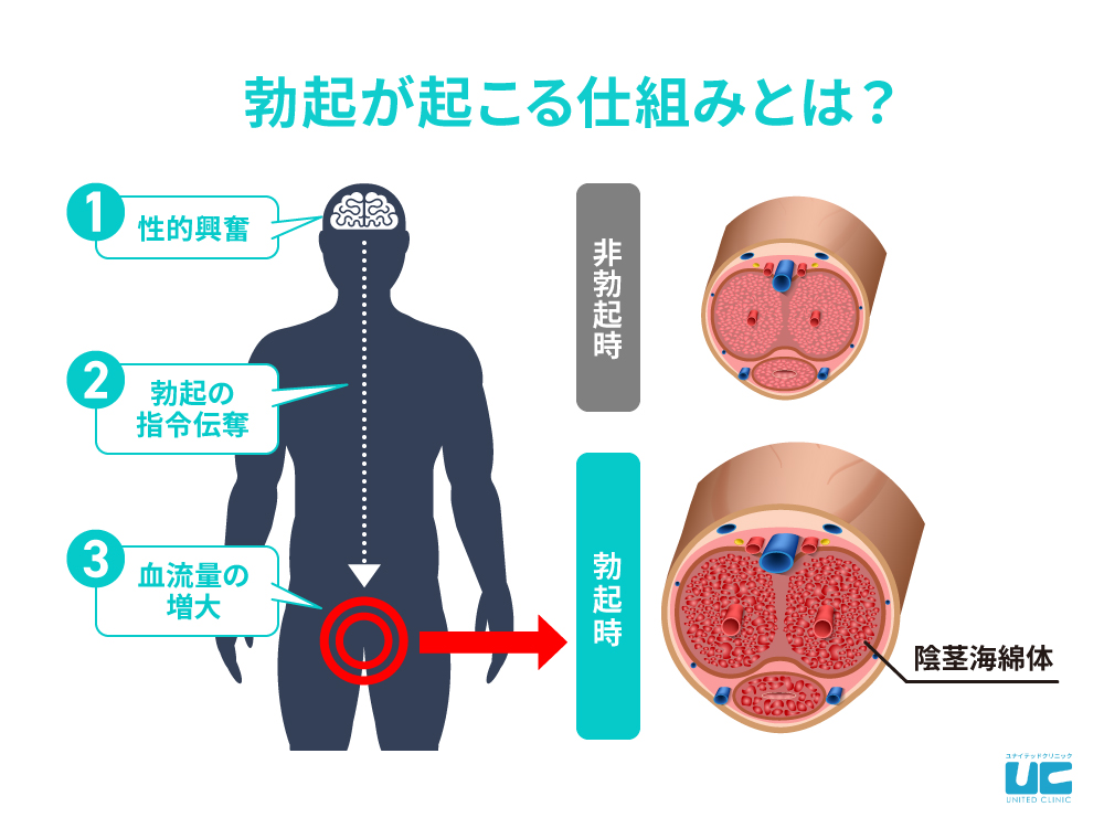 宮城県仙台市でペニス増大・亀頭（カリ）増大手術おすすめクリニック7選！ | 東京都渋谷区のFIRE