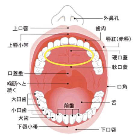 入荷しました！どエロい乳輪Fカップ妻お口の中にも性感帯、現役小児科ナースAVデビュー 浅宮ちなつ |