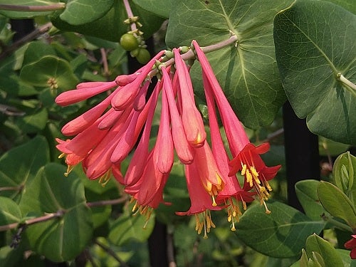 夏の樹花・葉から突き抜けて咲くように見えるツキヌキニンドウの真紅の花・横位置の写真素材 [7746343] - PIXTA