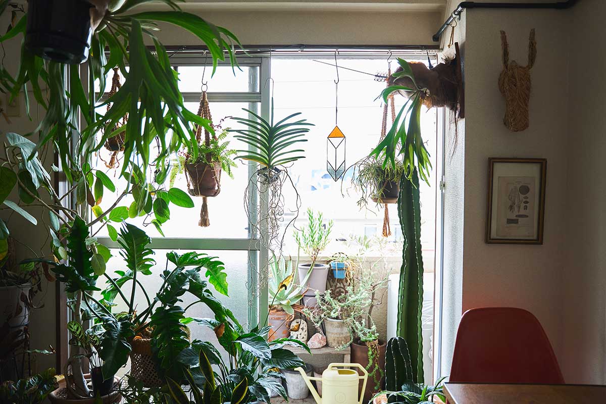 マンションエントランス 大阪市西区- 設置事例観葉植物レンタルの百年緑化.com