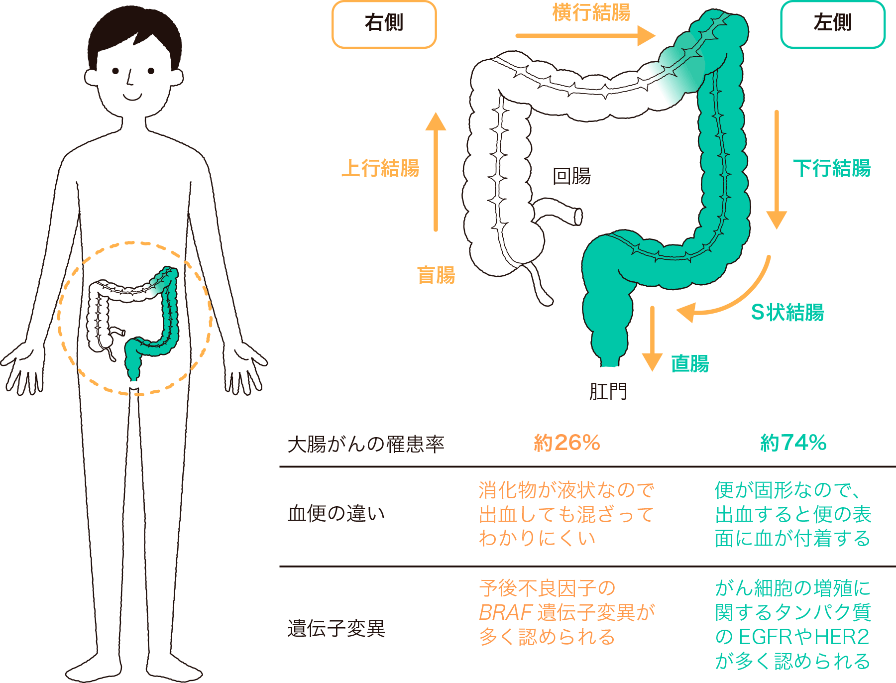 S字結腸開発 BL作品 | BL情報サイト ちるちる