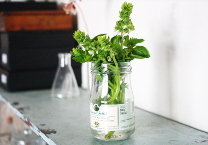 ローズマリーって実は沢山の品種が, あります, そして、育ち方も味も少し違ったりします, 庭友さん達と話してると, お料理に向いてるのは,ツル性のローズマリーとの意見が, 多いものの, 育て方が難しい、面倒だよね〜, という意見も多いのです, 地植えすると地面につきやすい,そんなときは, この剪定方法で回避してみてください, 背の高い鉢で育てるのもお勧めです,