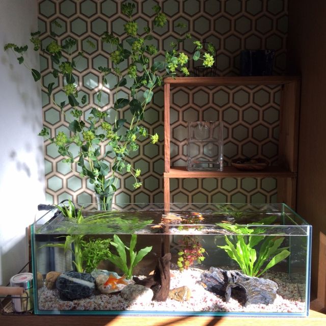 写真で紹介 部屋を彩る 水槽のあるインテリアアクアリウム情報メディア トロピカ