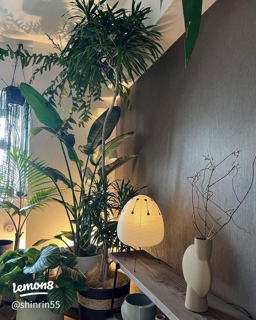 書斎に観葉植物を〜 — Youichi MACHIDA @ HAP Intelligence K.K. - Official Web Site