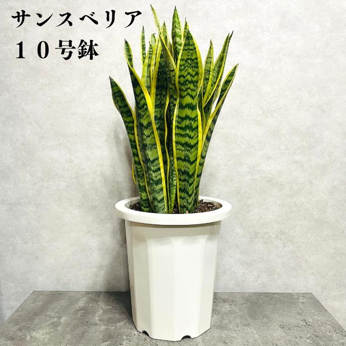 ・,サンスベリア , 1ヶ月に2回前後の水やりで大丈夫なくらい丈夫！, 手間いらずで、影にも強い植物、サンスベリアをご存知ですか？,当店では、穴なし鉢カバー3種類、2種類の鉢に植え替えたサンスベリアの、合計5種類を販売しています！,⚠️サンスベリアの種類は「おまかせ」となっております。, コメントであなたのを教えてください🎈,いつでも見返せるように右上の保存ボタンも忘れずに！,