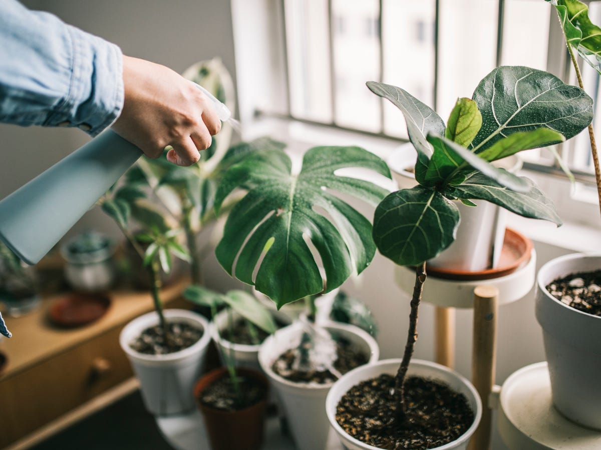 耐陰性が高い観葉植物のおすすめ人気ランキング 日陰でも育つ！2025年10月マイベスト