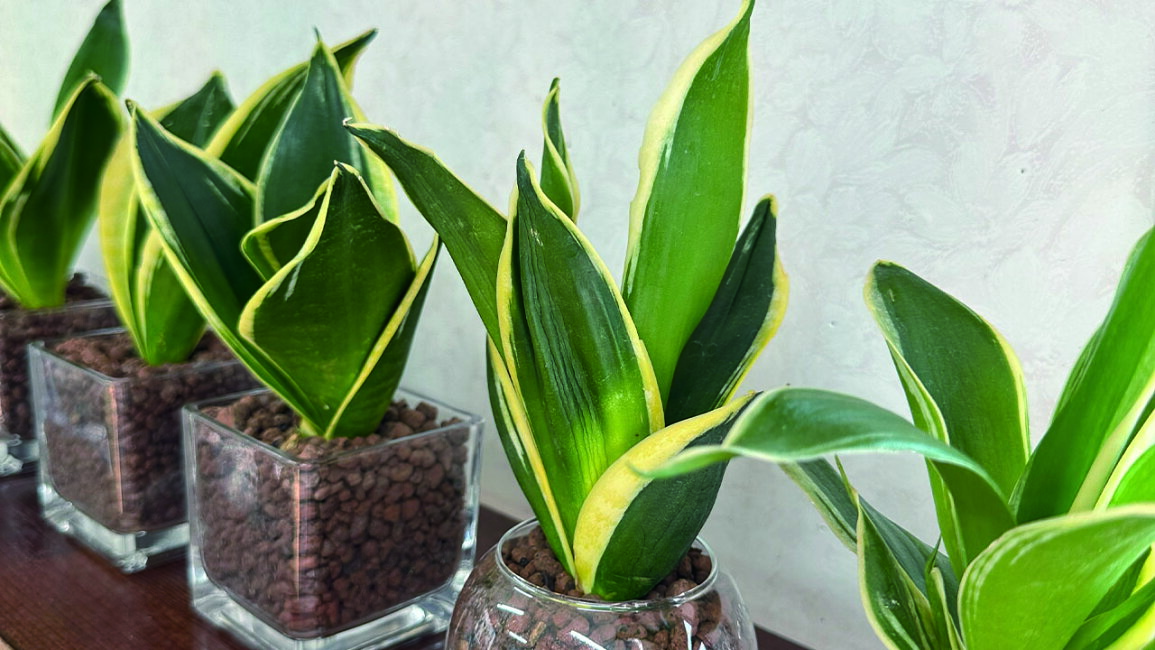 サンセベリア」のイメージをガラリとくつがえす！おしゃれで育てやすい！種類も豊富で皆様にピッタリが見つかる「サンセベリア サンスベリア 」のご紹介