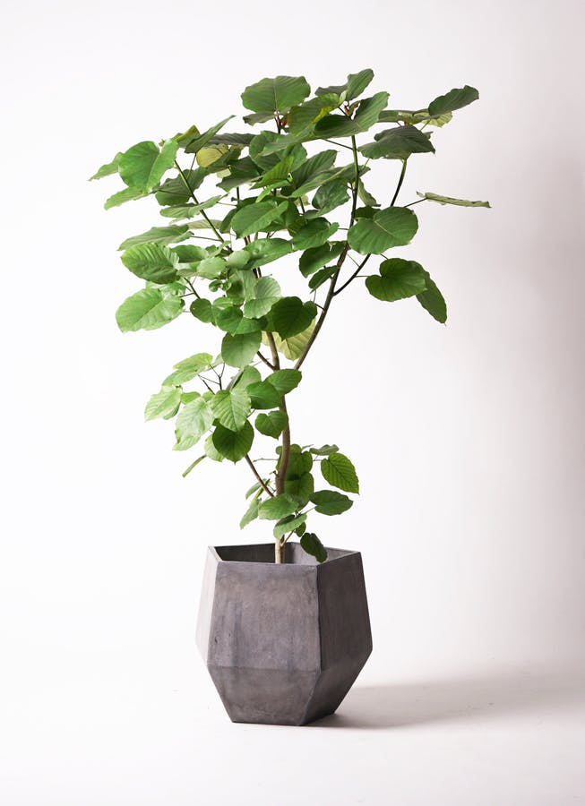 リビングのインテリアに、おしゃれで育てやすい観葉植物fatetto