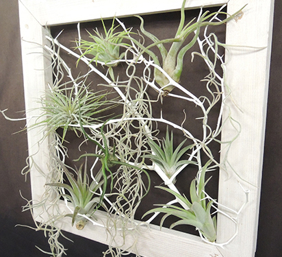 壁掛け・置き型 ２wayタイプ エアプランツ♪エアプランツホルダー・1輪挿し 白