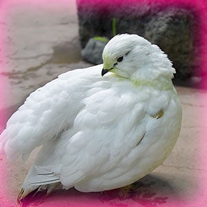 富山県でオススメの野鳥撮影スポット5選！最適なレンズや季節も解説 | GOOPASS ANIMAL MAGAZINE