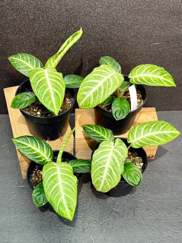 理想の観葉植物が見つかる、東京近郊おすすめグリーンショップELLE DECORエル・デコ