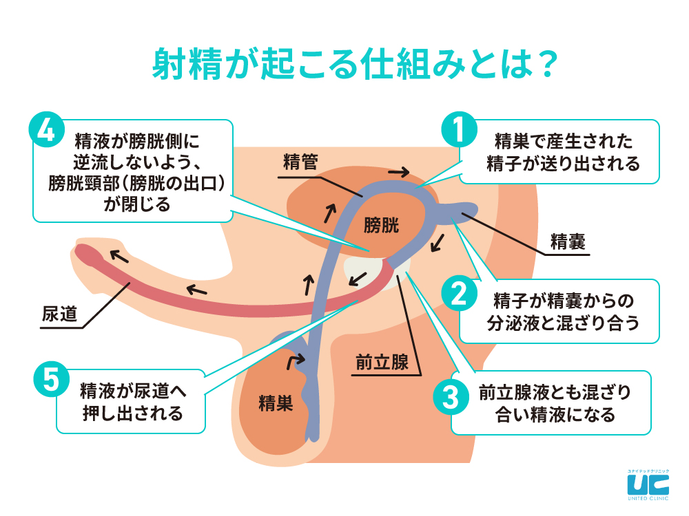 マスターべーションのやりすぎは身体や脳みそに悪い？ | セイシル