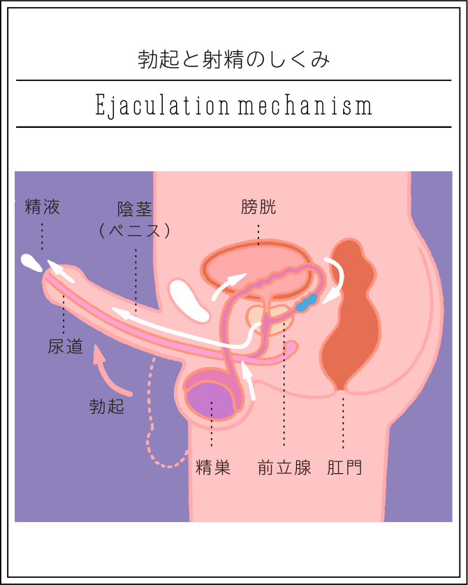 セックスの流れが100%わかる！女性が引かない定番のやり方を解説 | 風俗部