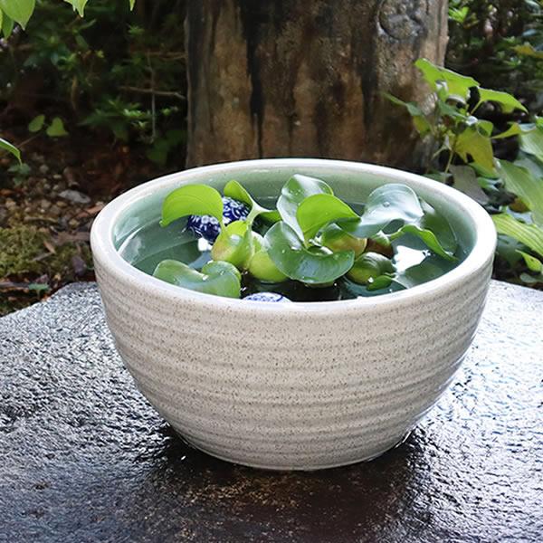 メダカも飼育できる？人気のおしゃれ睡蓮鉢15選HORTI by GreenSnap