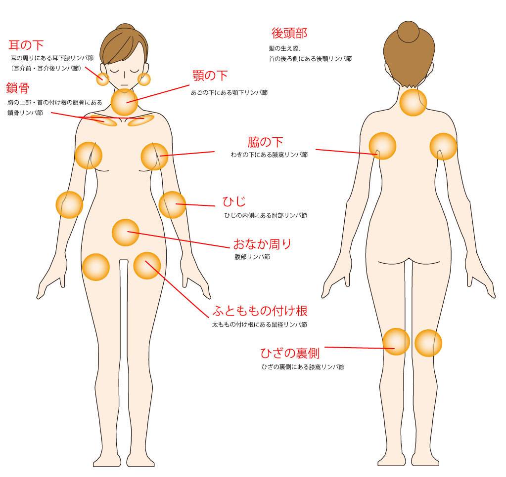 鼠径リンパの流れ」を改善するためのマッサージポイント｜安部元隆