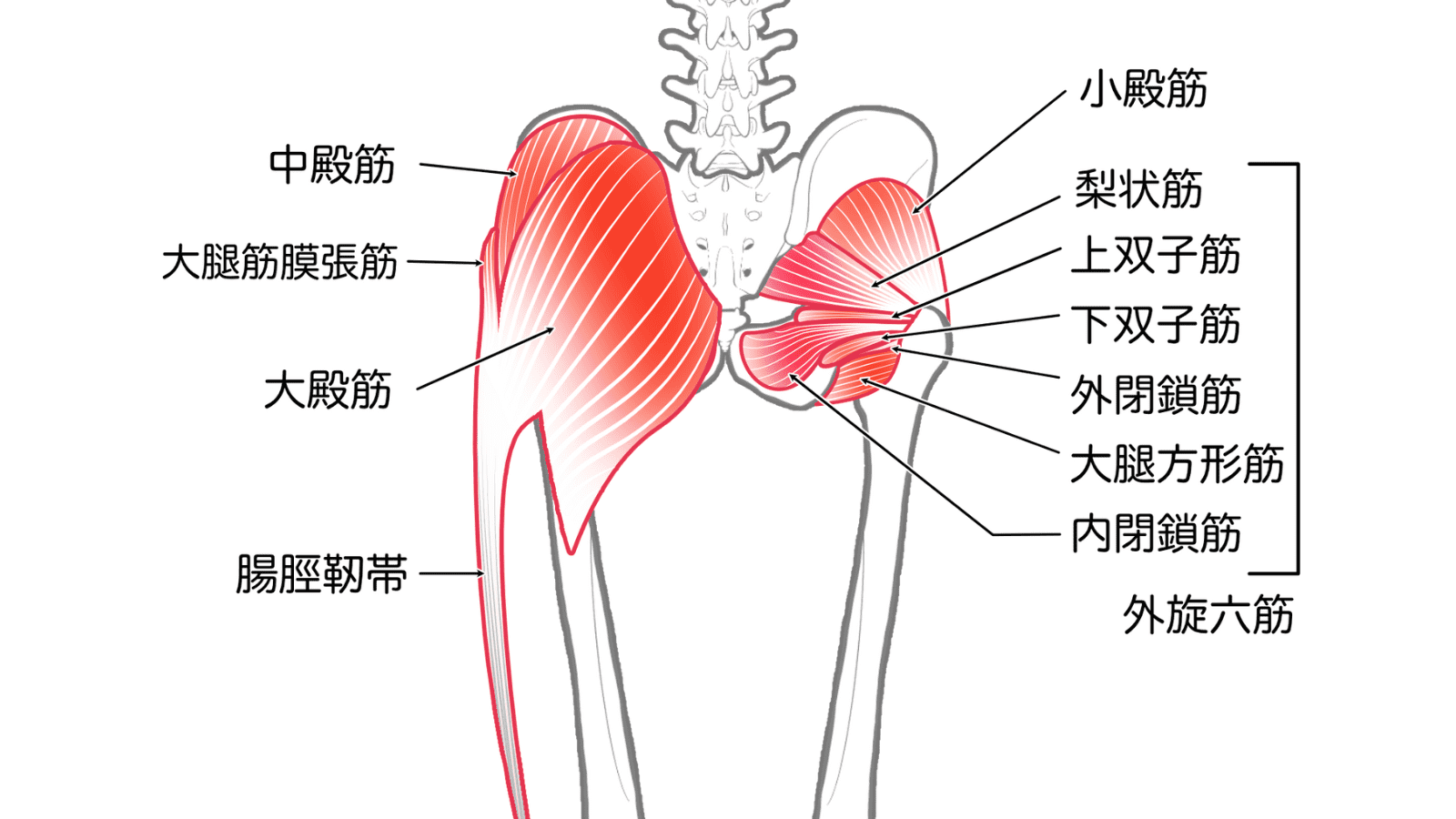 話題の「カエル足エクササイズ」のやり方 お腹まわりや脚を引き締め、変形性膝関節症の予防にも (1/1)|