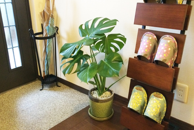 苔玉風 観葉植物 ギャザリング インテリアグリーン 室内 縁起 風水 盆栽 置物 育てやすい 日陰 丈夫 常緑 プレゼン アートフラワーlavenderherb 通販 16272450Creema クリーマ