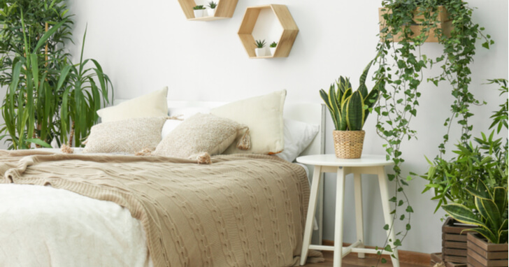 寝室に観葉植物風水で運気UP！おすすめ10選・選び方から配置まで徹底解説