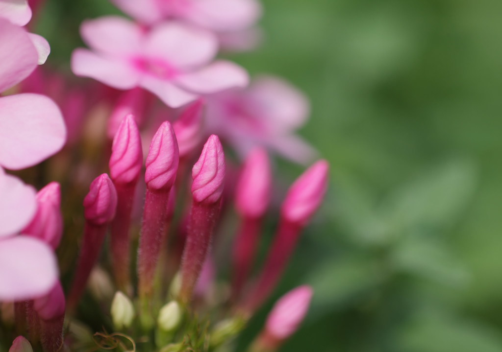 ナシ：つぼみが膨らむ、開花 – くだもの消費拡大委員会