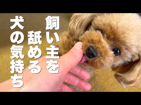 犬がため息をつく5つの理由｜対処法やため息をつきやすい犬種について | 和漢・みらいのドッグフード公式ブログ